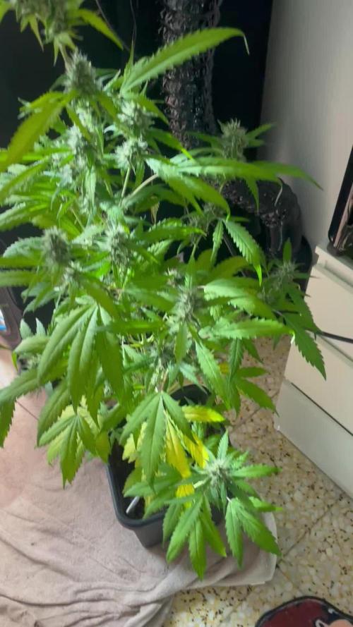 Primer cultivo indoor