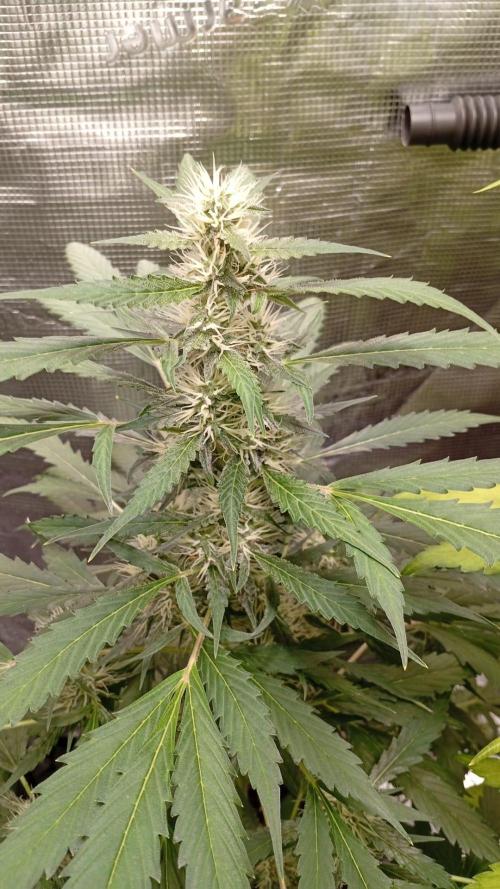 Primer cultivo indoor. Week 6