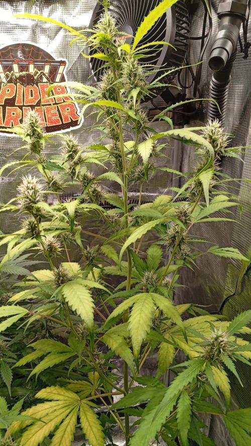 Primer cultivo indoor. Week 6