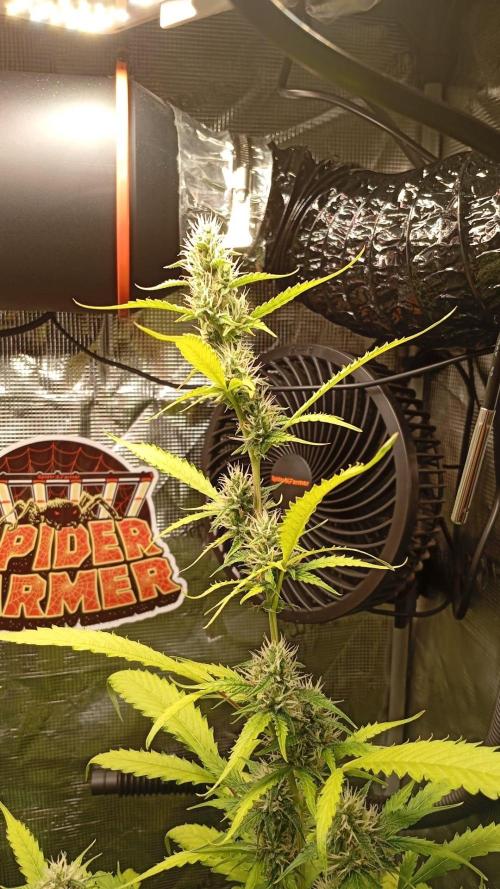 Primer cultivo indoor. Week 6