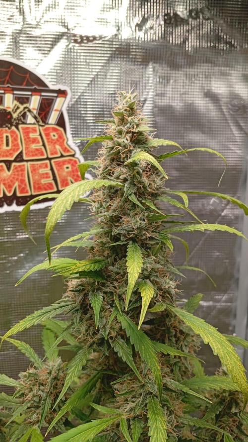 Primer cultivo indoor. Week 7