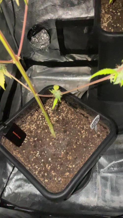 Primer cultivo indoor