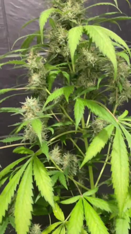 Primer cultivo indoor