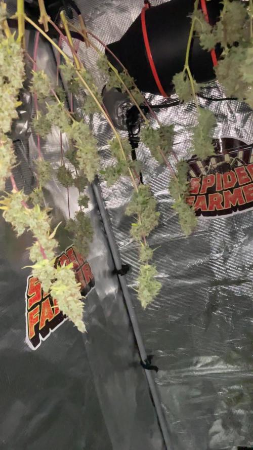 Primer cultivo indoor