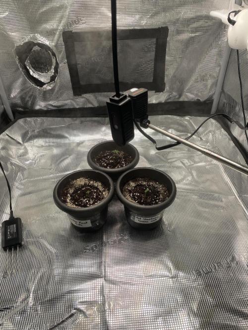 70x70x160 Spider Farmer. Week 0