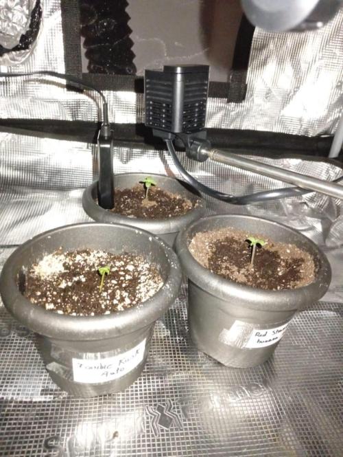 70x70x160 Spider Farmer. Week 0