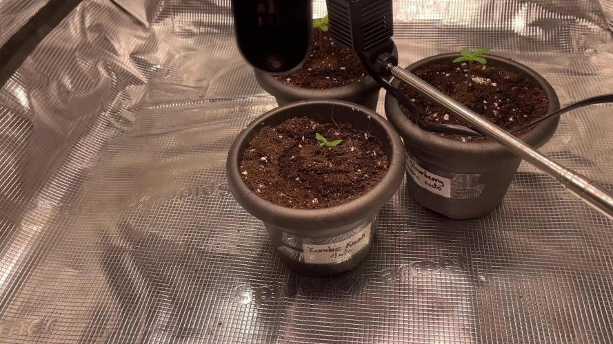 70x70x160 Spider Farmer