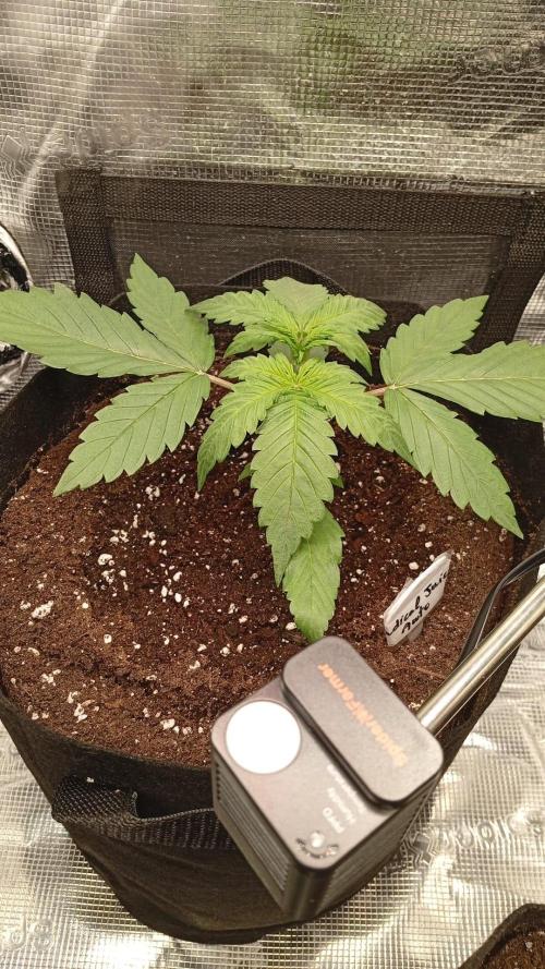 70x70x160 Spider Farmer. Week 3 - Radical juice auto