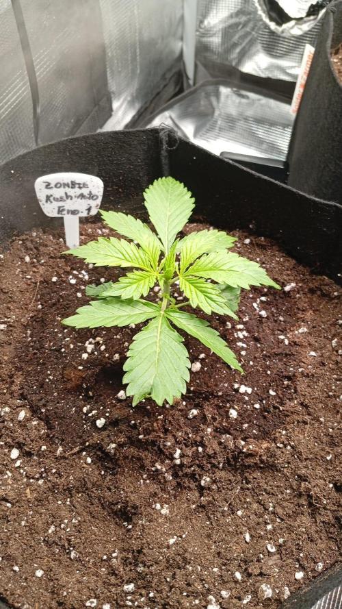 70x70x160 Spider Farmer. Week 3 - Zombie kush auto 