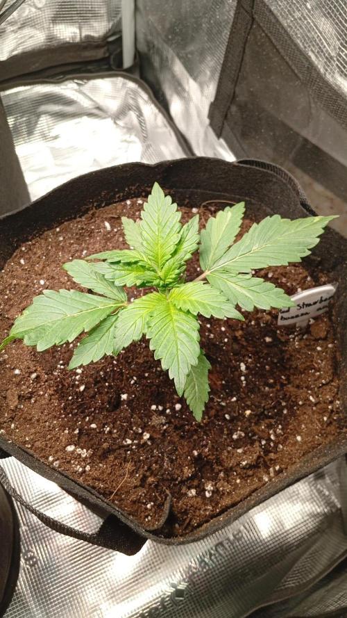 70x70x160 Spider Farmer. Week 3 - Red strawberry banana auto 