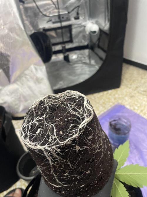 70x70x160 Spider Farmer. Week 3 - Sistema radicular de la Radical juice