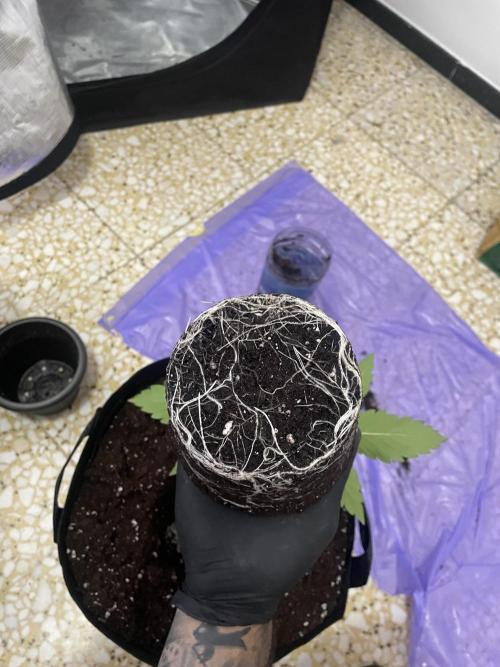 70x70x160 Spider Farmer. Week 3