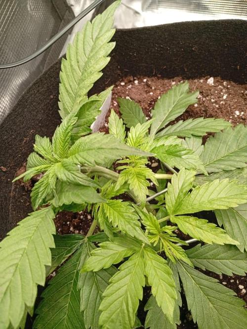 70x70x160 Spider Farmer. Week 4