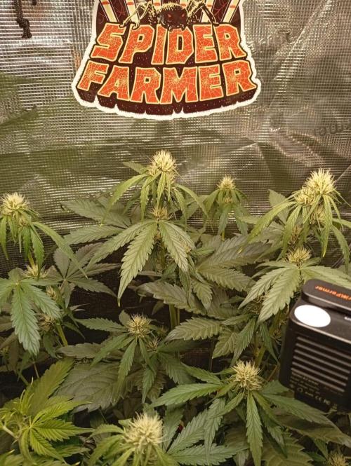 70x70x160 Spider Farmer. Week 6