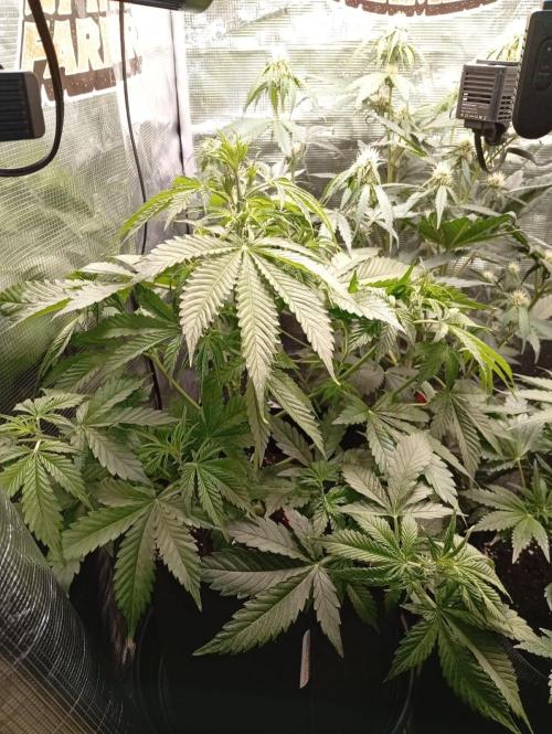 70x70x160 Spider Farmer. Week 6