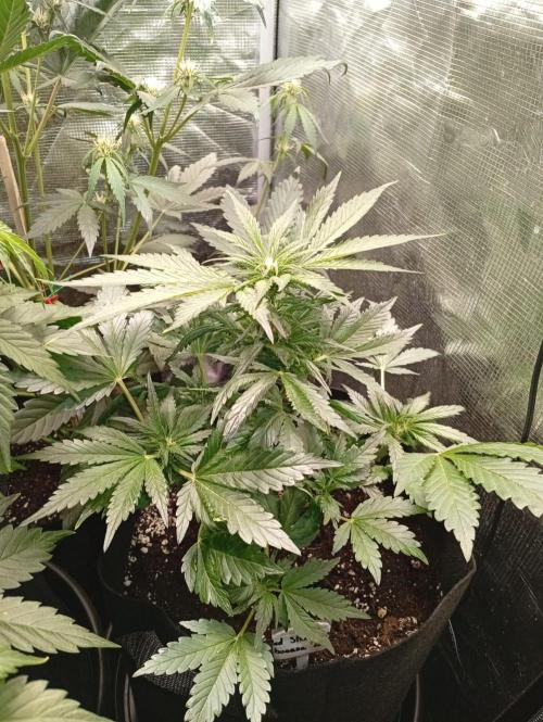 70x70x160 Spider Farmer. Week 6