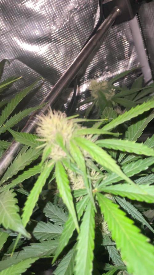 70x70x160 Spider Farmer