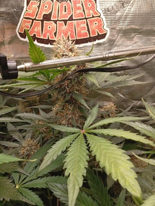 70x70x160 Spider Farmer. Week 8 - Radical juice Semana 4 de floración 