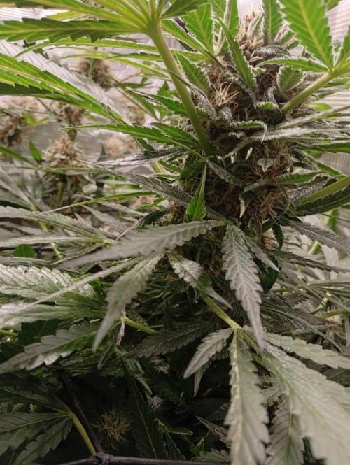 70x70x160 Spider Farmer. Week 8 - Red strawberry banana auto Semana 4 de floración 