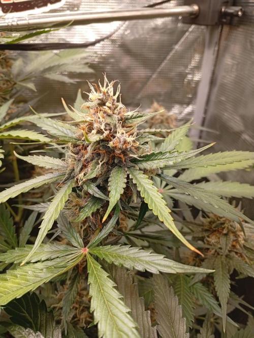 70x70x160 Spider Farmer. Week 8
