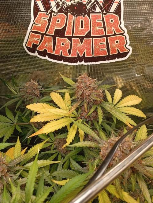 70x70x160 Spider Farmer. Week 9 - Radical juice auto con un total de 9 semanas 
6 de floración 