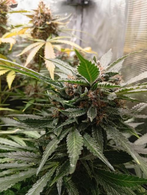 70x70x160 Spider Farmer. Week 9 - Red strawberry baba auto con 9 semanas 
6 de floracion 
