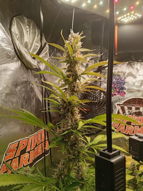 70x70x160 Spider Farmer. Week 9 - Zombie kush auto con 9 semanas 
6 de floración 