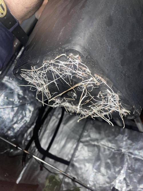 A reventar el armario. Week 5 - Todas excepto la autofloraciente tienen las raíces así ES UNA LOCURA 
