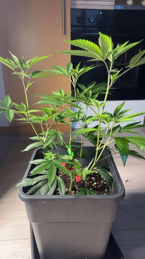 Coconut Cloud. Week 4