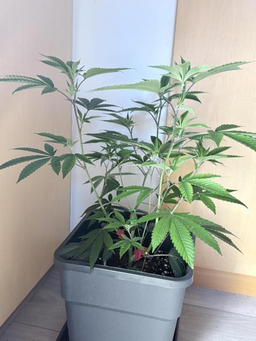 Coconut Cloud. Week 4