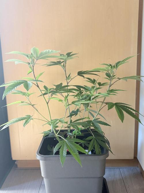 Coconut Cloud. Week 4