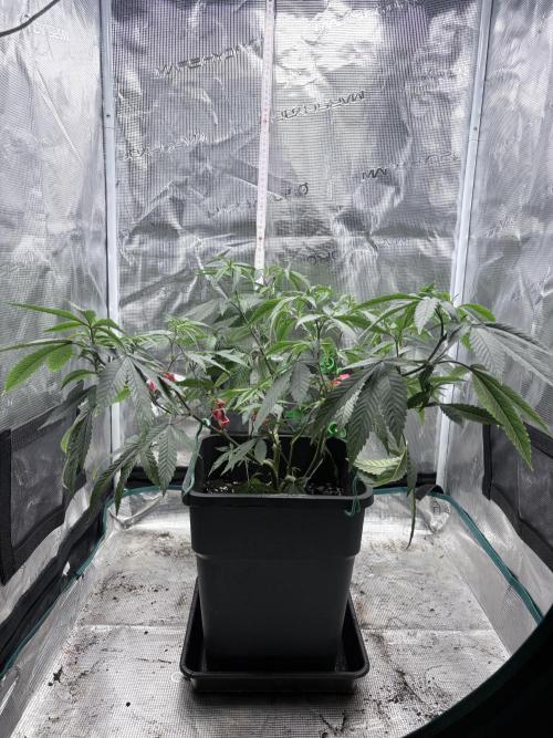Coconut Cloud. Week 6