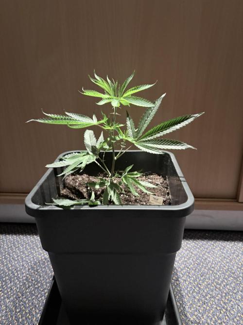 Coconut Cloud. Week 1