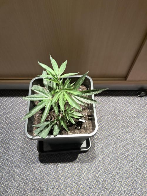 Coconut Cloud. Week 1