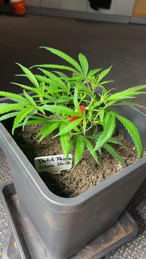 Lemon Zkittle. Week 2