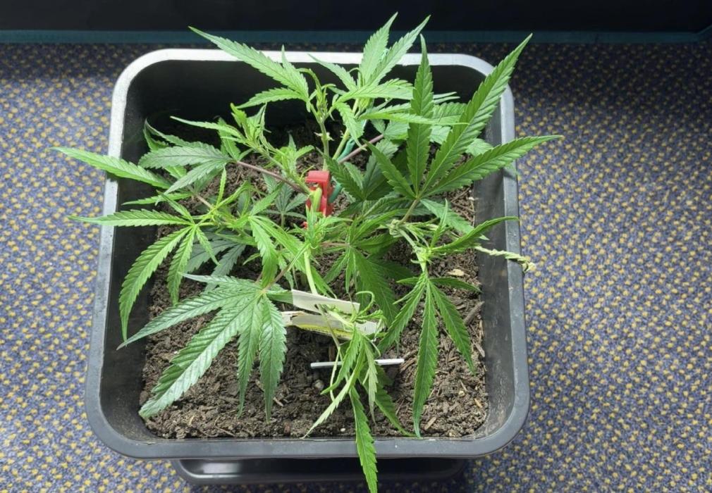 Lemon Zkittlez  Steckling. Week 2 - Ende des ersten Trainings 