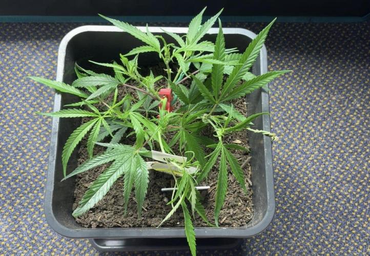 Lemon Zkittle. Week 2