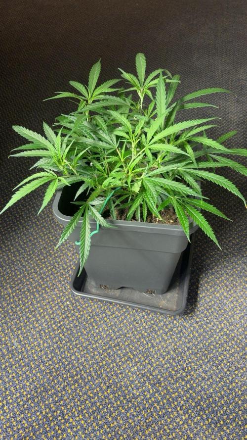 Lemon Zkittlez  Steckling. Week 3