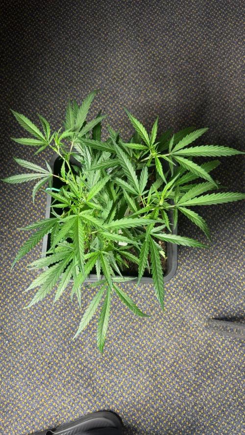 Lemon Zkittle. Week 3