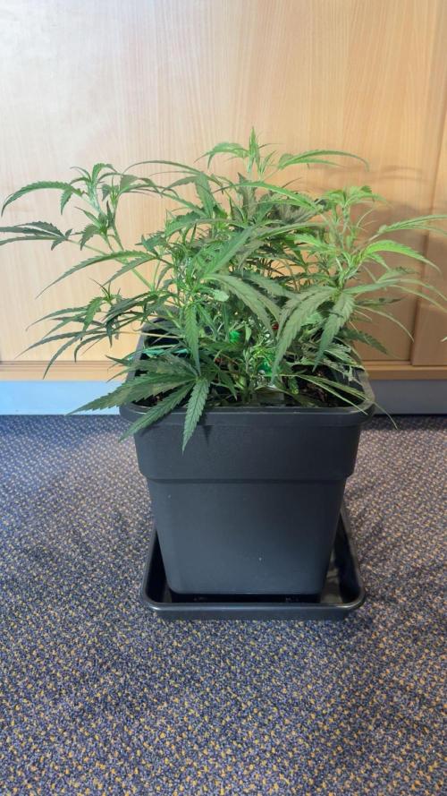 Lemon Zkittlez  Steckling. Week 4 - Vor dem letzten Training