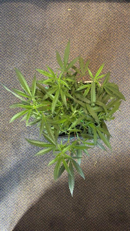 Lemon Zkittlez  Steckling. Week 4 - Vor dem letzten Training 