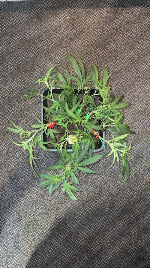 Lemon Zkittle. Week 4