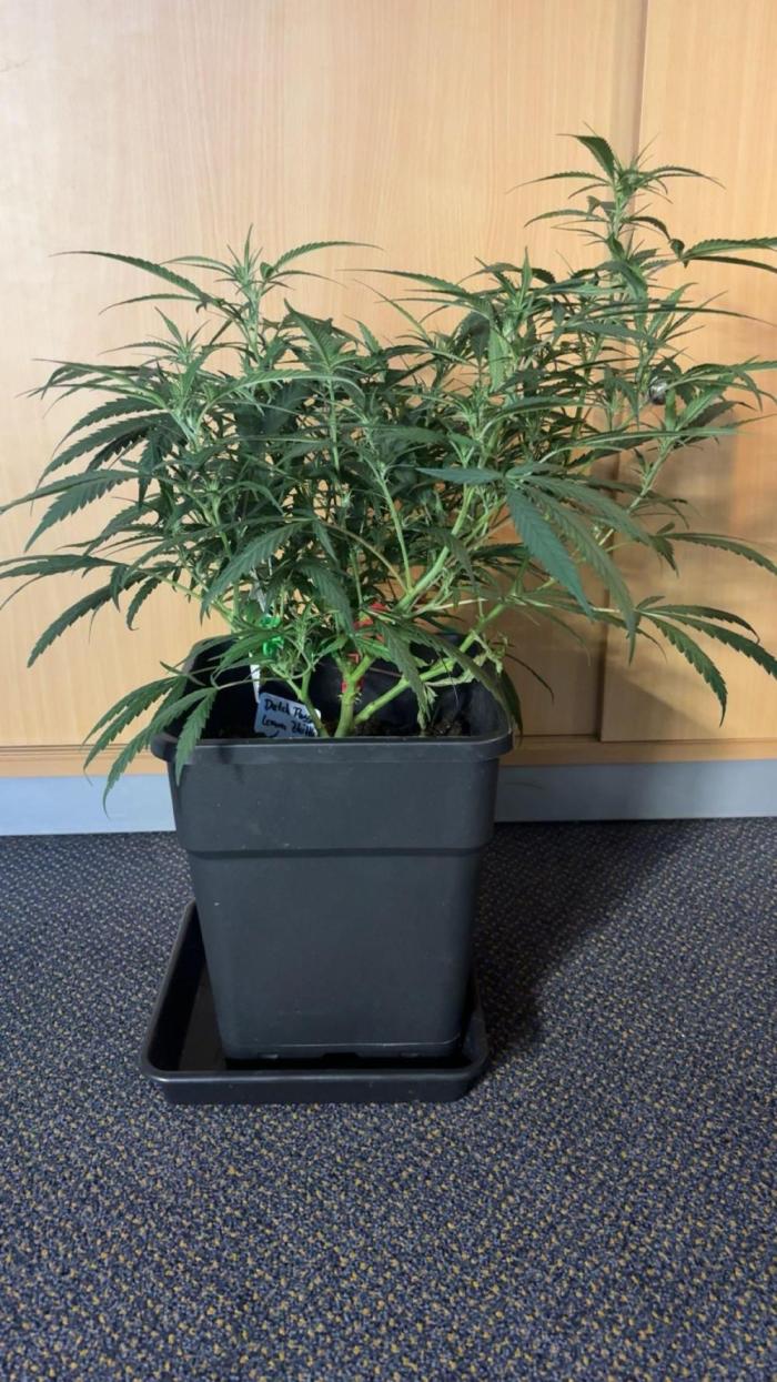 Lemon Zkittlez  Steckling. Week 5