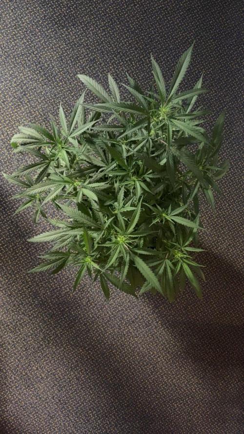 Lemon Zkittle. Week 6