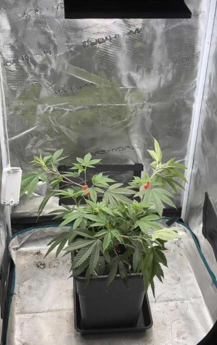 Coconut Cloud. Week 4