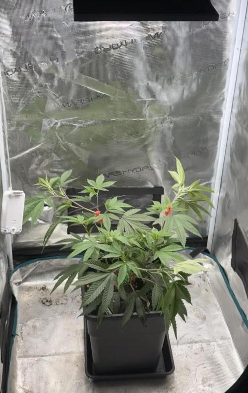 Coconut Cloud. Week 4