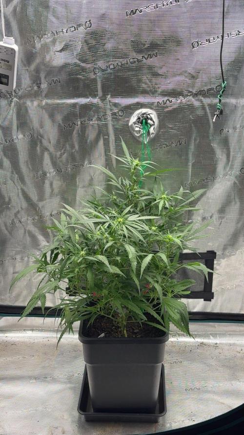 Lemon Zkittlez  Steckling. Week 6