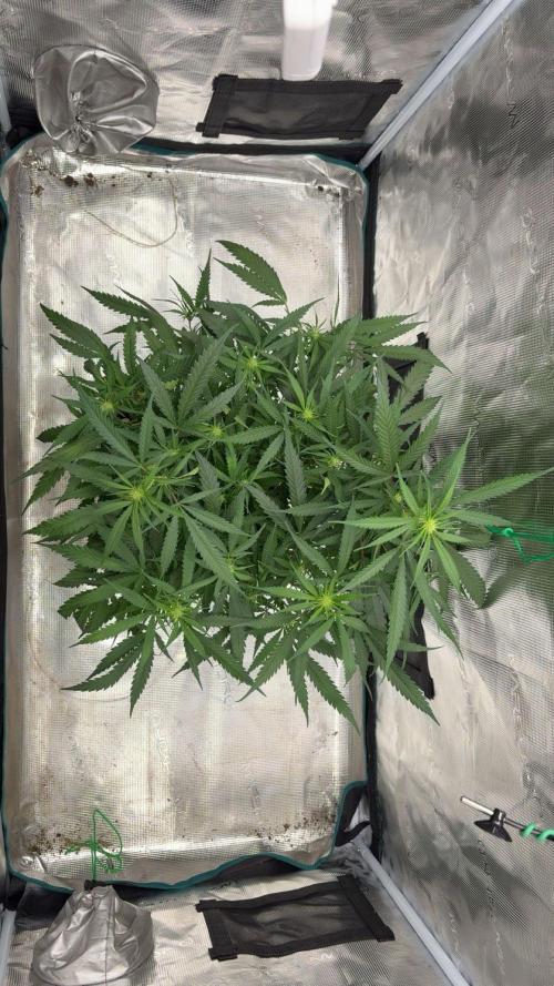 Lemon Zkittle. Week 7