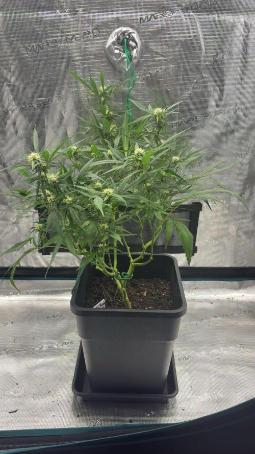 Lemon Zkittle. Week 8