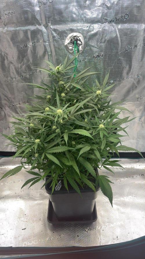 Lemon Zkittlez  Steckling. Week 7